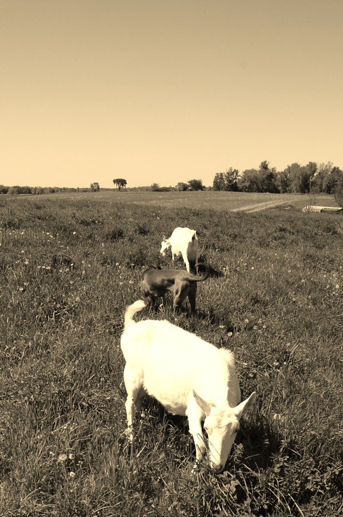 Goats Grazing