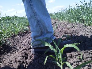 ankel high sweet corn july 3 2013