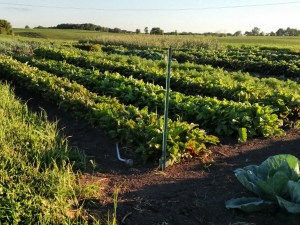 IMG_20160628_195726548