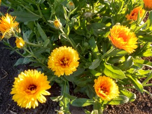 IMG_20160628_195941142_HDR