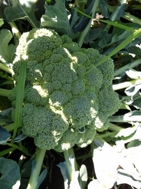 IMG_20160718_113452644