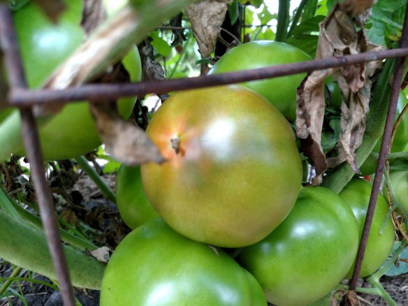 IMG_20160801_112952036